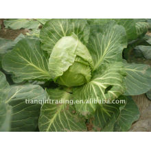 chinese round cabbage